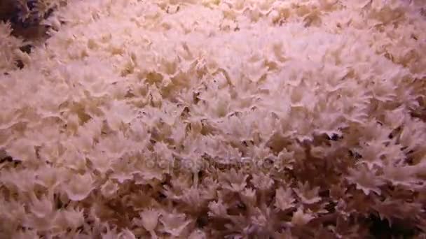 Pulsatory colony of White pulse soft coral Heteroxenia fuscescens — Stock Video