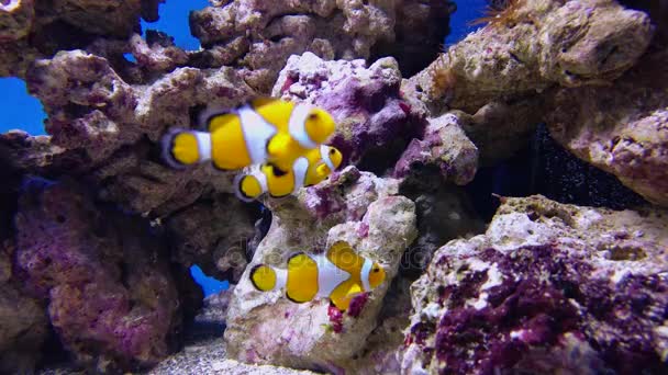 Hamis bohóc anemonefish vagy nemo Amphiprion ocellaris — Stock videók