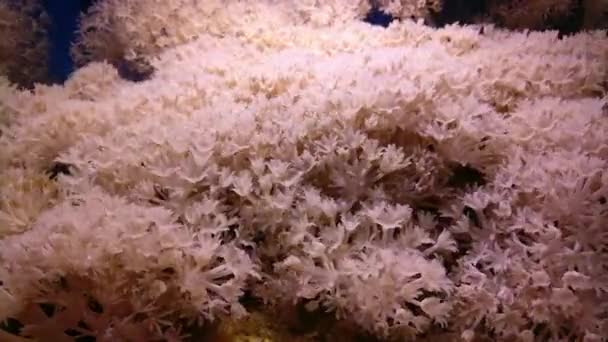 Pulsatory kolonie bílých pulzní měkkých korálů Heteroxenia fuscescens — Stock video