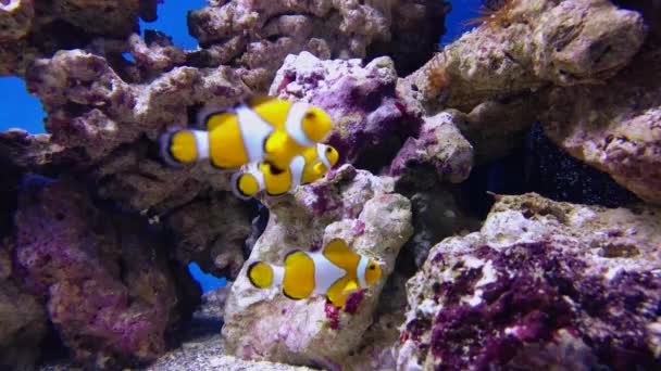 Hamis bohóc anemonefish vagy nemo Amphiprion ocellaris — Stock videók