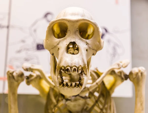 Monkey skeleton for Anatomy education — Stock Photo, Image