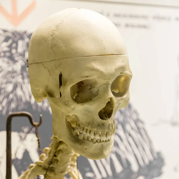 Anatomisches Modell des menschlichen Skeletts — Stockfoto