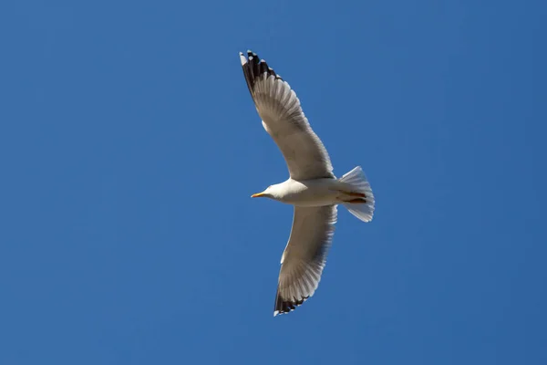 La gaviota volando en el cielo azul debe el Bósforo en Estambul. Gaviota volando en el cielo azul — Foto de Stock