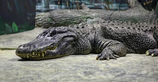 Les crocodiles se prélassent au soleil, s'allongent sur le sable, mangent et s'agitent. Ferme aux crocodiles. Elevage de crocodiles. Crocodile dents tranchantes — Photo