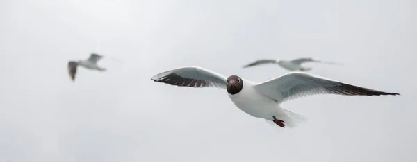 カモメは青空の背景に群がる。空を飛ぶカモメ。空にカモメの群れ — ストック写真