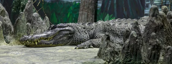 I coccodrilli si crogiolano al sole, si sdraiano sulla sabbia, mangiano e si divertono. Fattoria del coccodrillo. Allevamento coccodrilli. Denti affilati di coccodrillo — Foto Stock