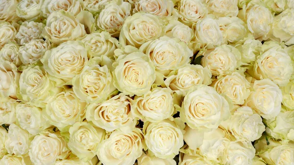 Backdrop of colorful paper roses background in a wedding reception with soft colors. Closeup image of beautiful flowers wall background with amazing white tan roses. Top view — Stock Photo, Image