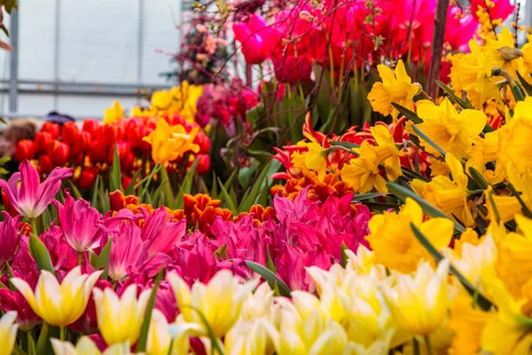 Flores em casa verde. Loja de bouquet floral. Plantas florescentes e flores multi cor dentro de um centro de jardim — Fotografia de Stock