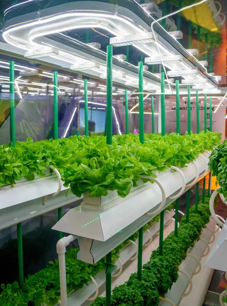 Soilless culture of vegetables under artificial light. Organic hydroponic vegetable garden. LED light Indoor farm, Agriculture Technology. Inside a warehouse without the need for sunlight — Stock Photo, Image