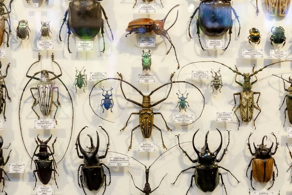 Moscou, Russie - 12 mars 2019 : Collection d'insectes naturels séchés dans le jardin apothicaire. Ensemble d'insectes punaises dans le musée de biologie. Zoologie arrière-plan — Photo