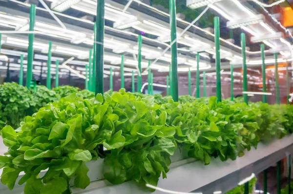 Soilless culture of vegetables under artificial light. Organic hydroponic vegetable garden. LED light Indoor farm, Agriculture Technology. Inside a warehouse without the need for sunlight — Stock Photo, Image
