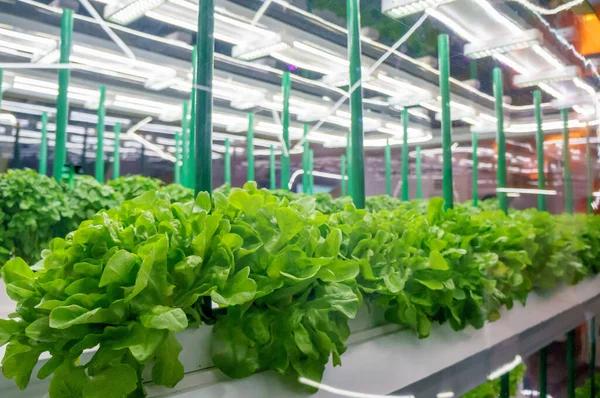 Cultura sem solo de verduras abaixo da luz artificial. Horta hidropônica orgânica. Luz LED Fazenda interna, Tecnologia Agrícola. Dentro de um armazém sem a necessidade de luz solar — Fotografia de Stock