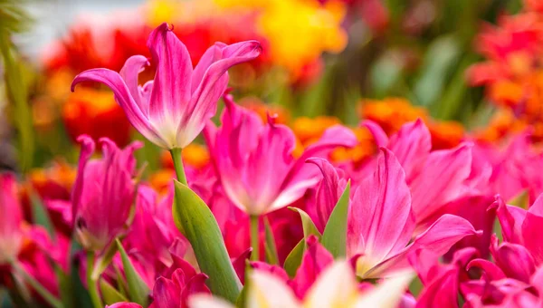 チューリップだ。チューリップの美しい花束。カラフルなチューリップ。春のチューリップ、カラフルなチューリップ — ストック写真