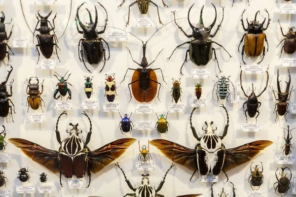 Moscou, Russie - 12 mars 2019 : Collection d'insectes naturels séchés dans le jardin apothicaire. Ensemble d'insectes punaises dans le musée de biologie. Zoologie arrière-plan — Photo