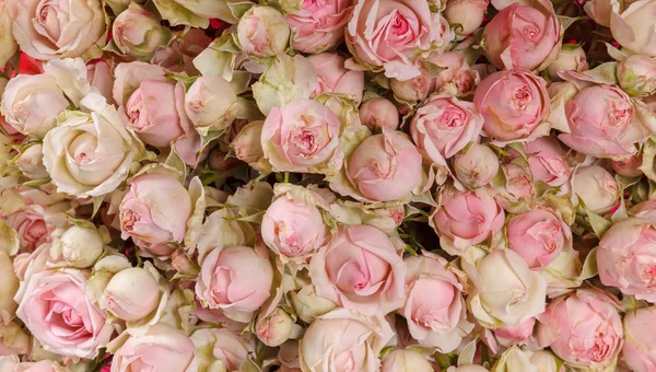 Backdrop of colorful paper roses background in a wedding reception with soft colors. Closeup image of beautiful flowers wall background with amazing red and white roses. Top view — Stock Photo, Image