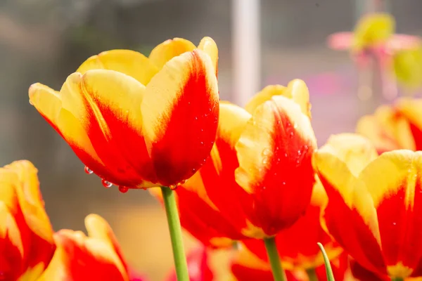 Tulipa. Belo buquê de tulipas. tulipas coloridas. tulipas na primavera, tulipa colorida com gotas de orvalho — Fotografia de Stock