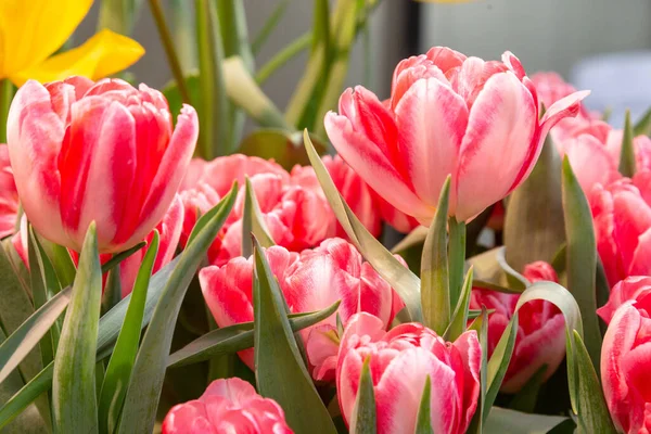 Tulipa. Belo buquê de tulipas. tulipas coloridas. tulipas na primavera, tulipa colorida com gotas de orvalho — Fotografia de Stock