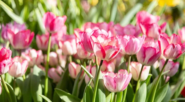 Tulipa. Belo buquê de tulipas. tulipas coloridas. tulipas na primavera, tulipa colorida — Fotografia de Stock