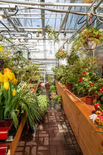 Interior de uma estufa para cultivar flores e plantas. Flores em hothouse na primavera — Fotografia de Stock