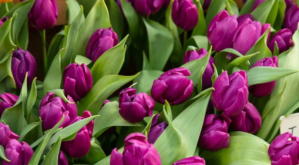 Tulipán. Krásná kytice tulipánů. barevné tulipány. tulipány na jaře, barevný tulipán Stock Fotografie