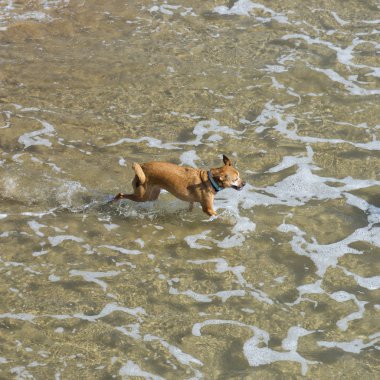 Denizin üstünde köpek
