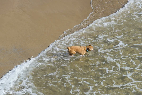 Dog Running Beach — Stock Photo, Image