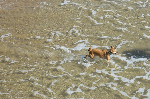 Dog on the sea — Stock Photo, Image