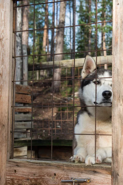 赫斯基狗在笼子后面 — 图库照片