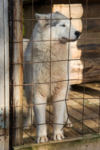 Собачих Упряжках Замкнений Клітці — стокове фото