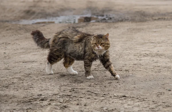 Streunende schmutzige Katze auf der Straße — Stockfoto