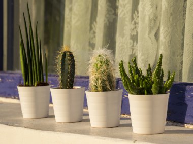 Kaktüsler ve succulents küçük beyaz çiçek tencere açık