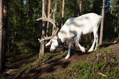 Ormanda Lapland Ren geyiği, Rusya