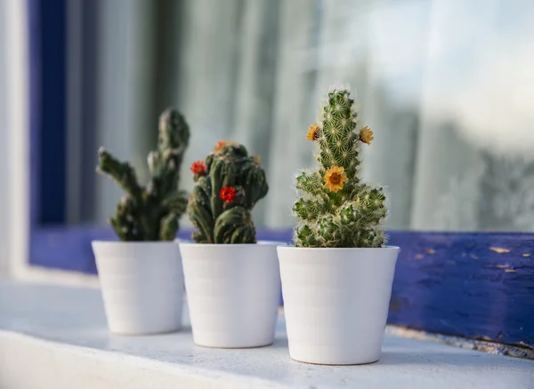 Kolekce kaktusů a sukulentů v malých květináčích — Stock fotografie