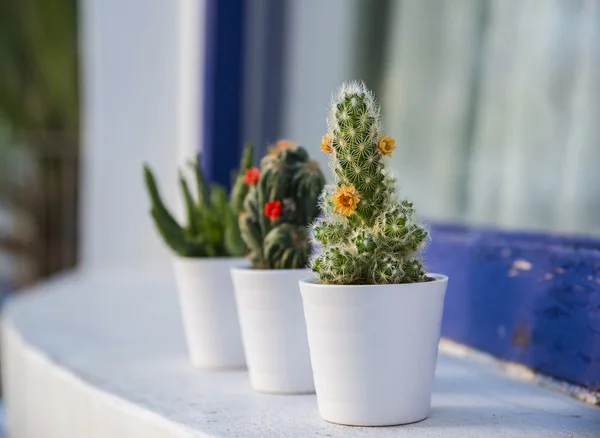 Skupina tří kaktus rostlin — Stock fotografie