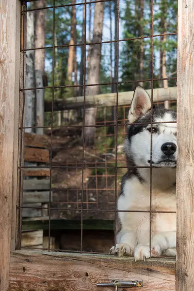 Μεγαλόσωμος Σκύλος Κλειδωμένη Ένα Κλουβί — Φωτογραφία Αρχείου