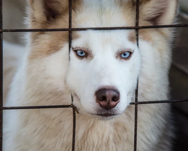 Husky Hond Opgesloten Een Kooi — Stockfoto