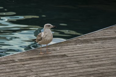 Martı bir armut üzerinde