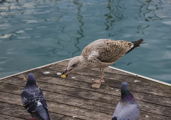 Möwe und Tauben auf einer Birne — Stockfoto