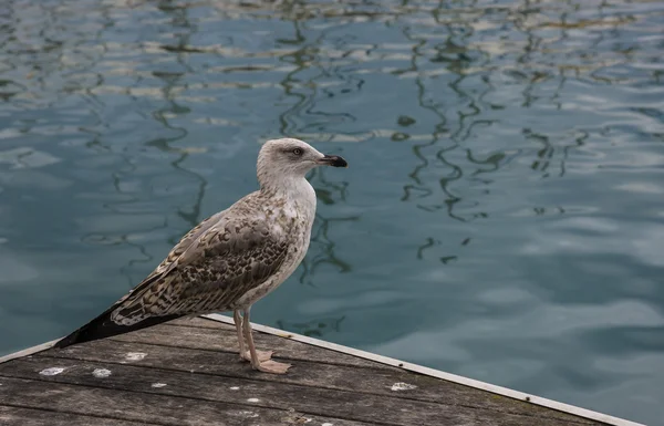 Seagull για ένα αχλάδι — Φωτογραφία Αρχείου