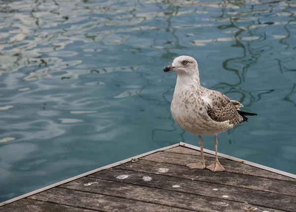 Seagull για ένα αχλάδι — Φωτογραφία Αρχείου