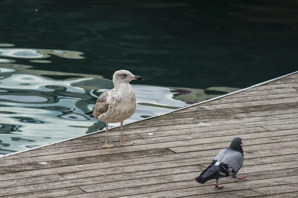 Martı ve armut güvercini — Stok fotoğraf