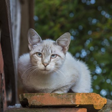 Gri-beyaz kedi açık