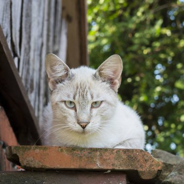 Açık havada oturan kedi