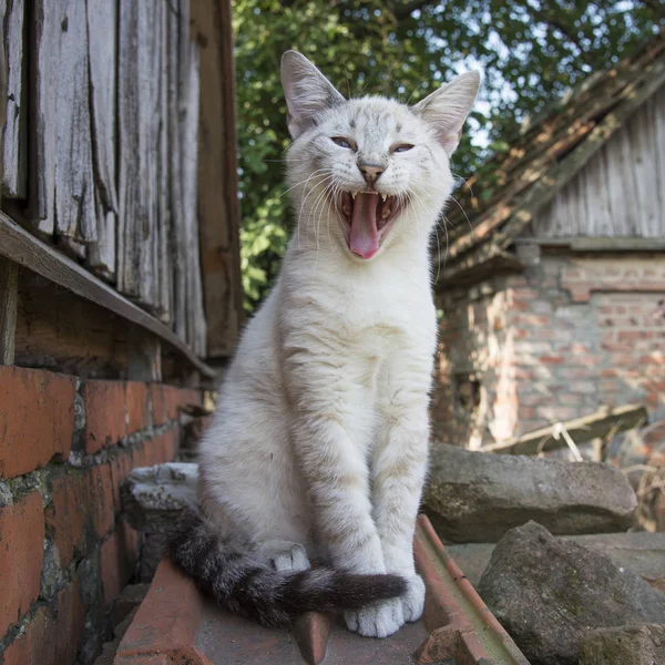 Gato cinzento bocejos ao ar livre — Fotografia de Stock