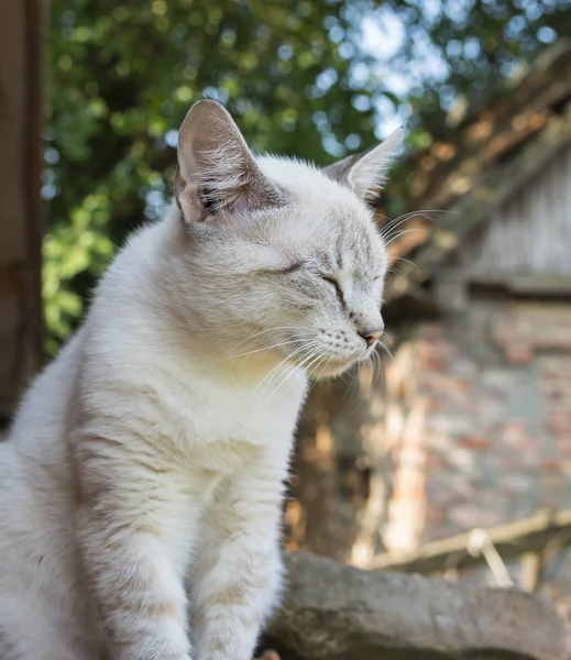 Gato sentado ao ar livre — Fotografia de Stock