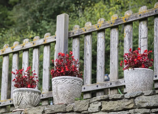 Bégonias Rouges Fleurs Dans Les Pots — Photo