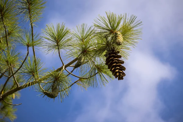 Un abete — Foto Stock