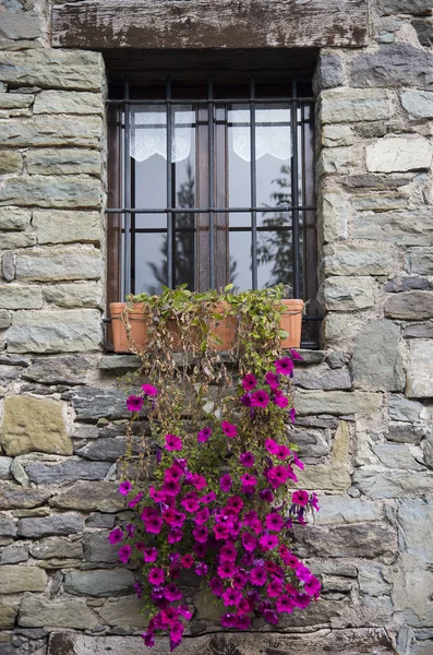Квіти петунії у вікні — стокове фото