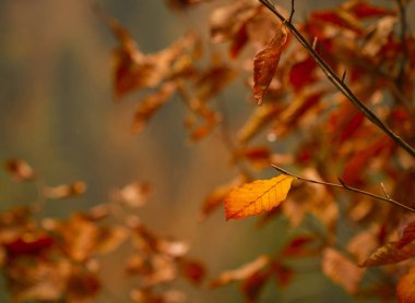 Ormanda renkli bir sonbahar