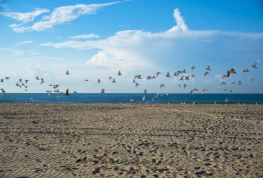 Martılar Akdeniz kıyısında  